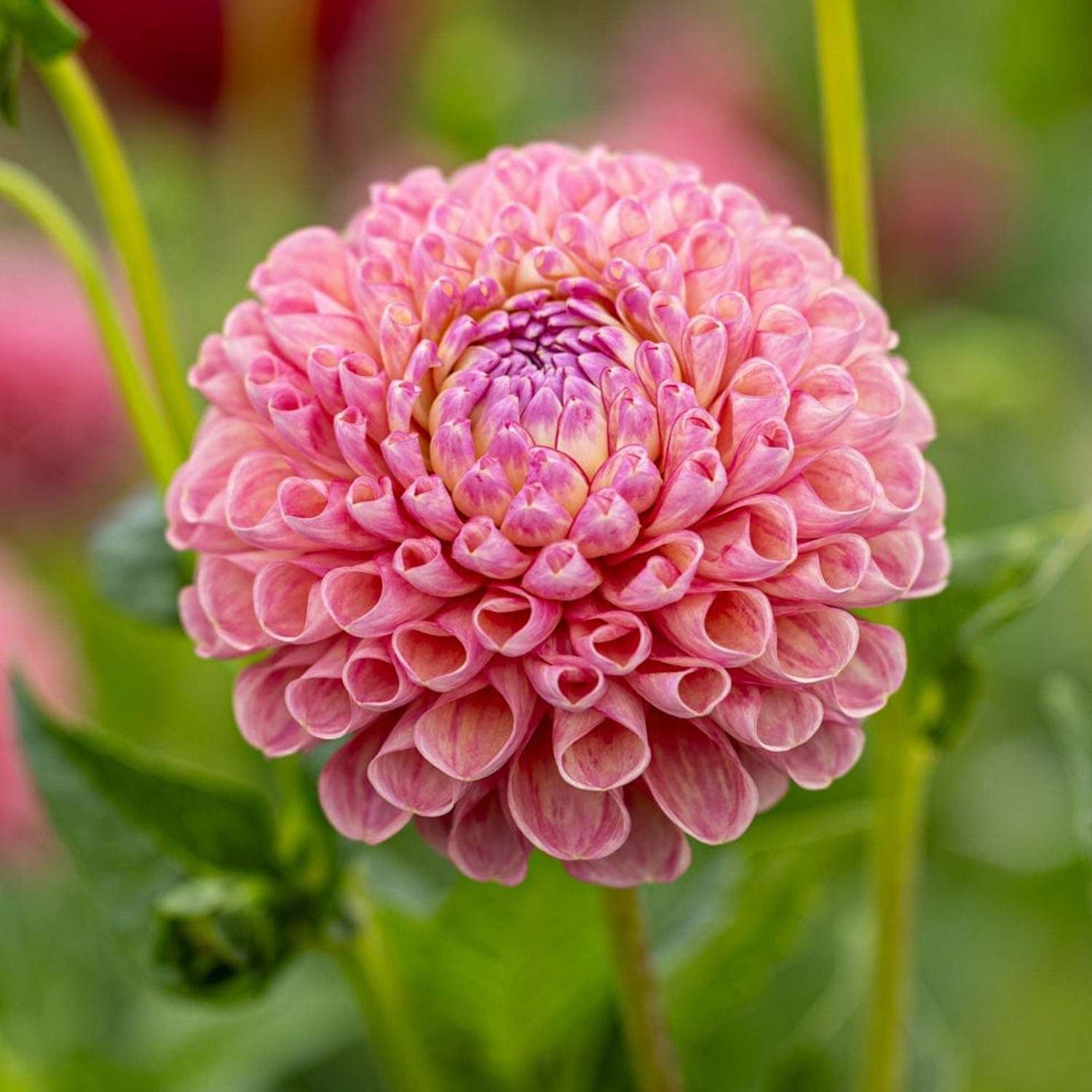 Dahlia 'Jowey Frambo'